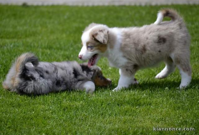 Magnifique chiots  berger australien 