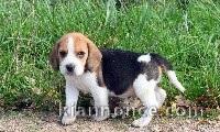 Adorable chiot Beagle a donner 