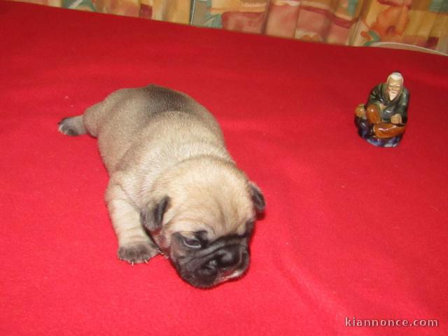 CHIOTS BOULEDOGUE FRANÇAIS POUR COMPANIE 