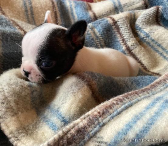  Chiots Bouledogue français POUR ADOPTION