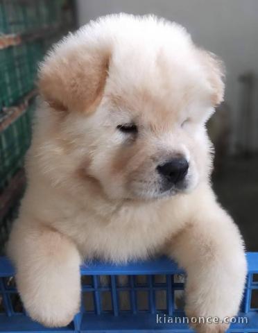 Chiots Chow-Chow Adorable