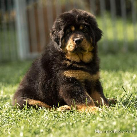 Chiots Dogue du Tibet