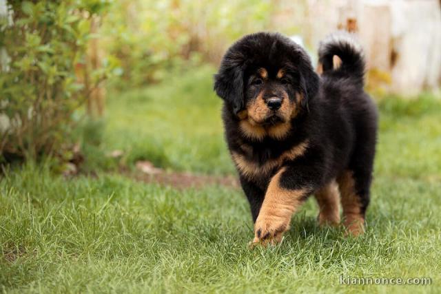 Chiots Dogue du Tibet