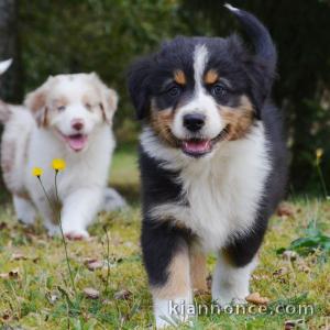 chiot husky sibérien disponible pour Noel