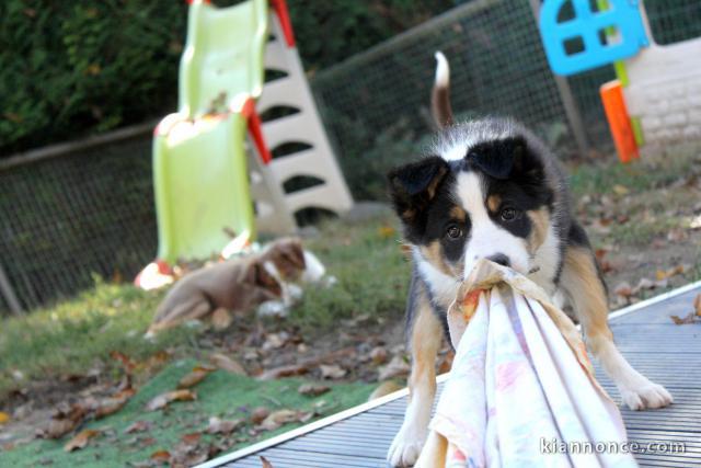 Chiots Border Collie adorable