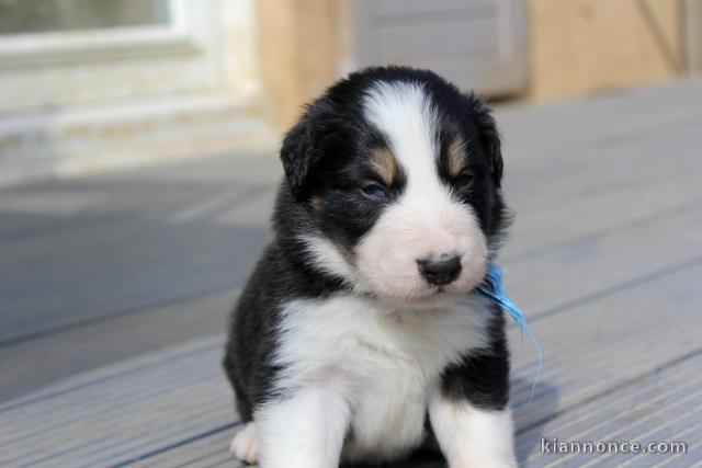 Chiots Border Collie adorable