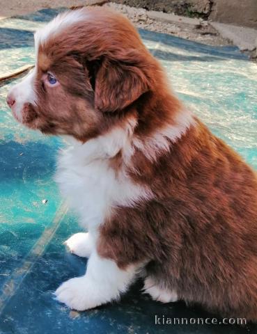 Chiot Canaan Dog Adorable