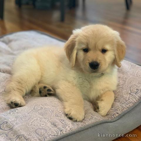 Golden Retriever puppies for sale 