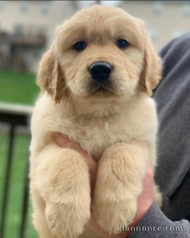 Golden Retriever puppies for sale in Canada 