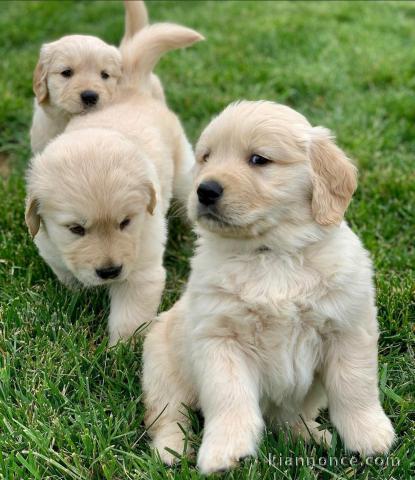 Golden Retriever puppies for sale in Canada 