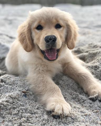 Golden Retriever puppies for sale in Canada 