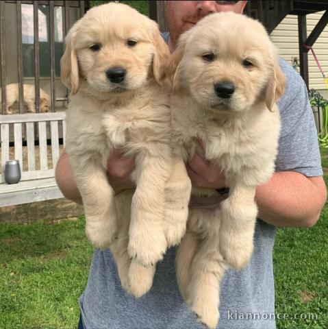 Golden Retriever puppies for sale in California 