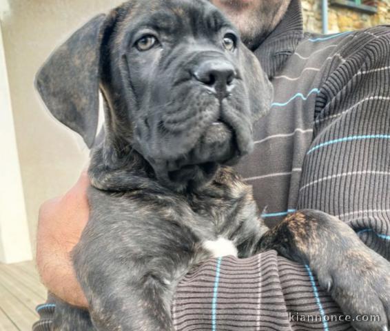 Magnifiques Chiots Cane Corso LOF disponibles