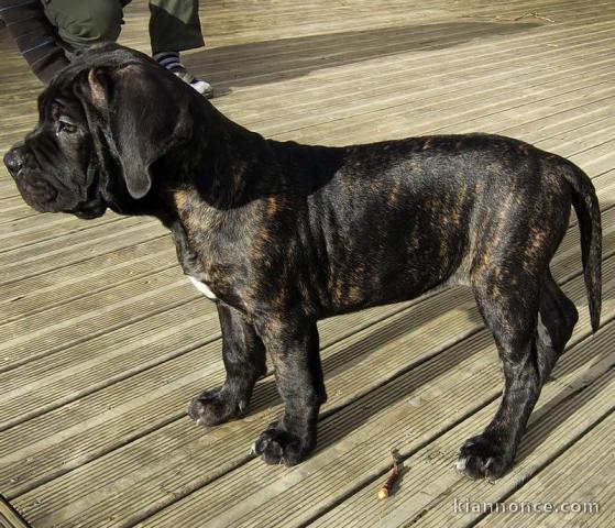 Magnifiques Chiots Cane Corso LOF disponibles