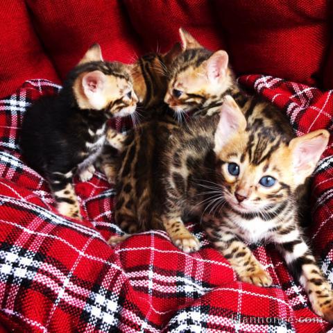 magnifique chatons bengal