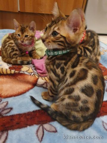 magnifique chatons bengal