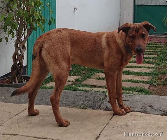  Donne chien croisé Rhodesian-Ridgeback