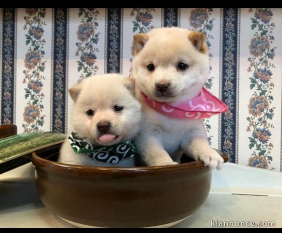 Shiba Inu puppies for sale