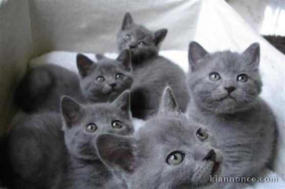 Deux chatons chartreux mâle et femelle a donner