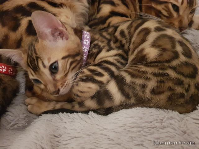 A donne Jolies chatons Bengals,