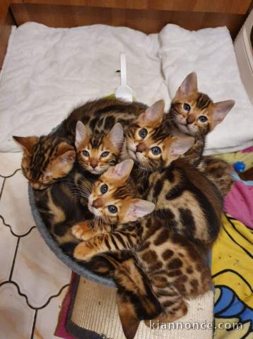 magnifique chatons bengal