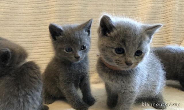 chatons chartreux mâle et femelle