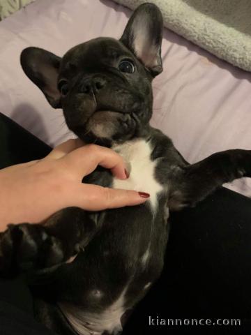 magnifiques chiots type Bouledogue Français contre bon soin