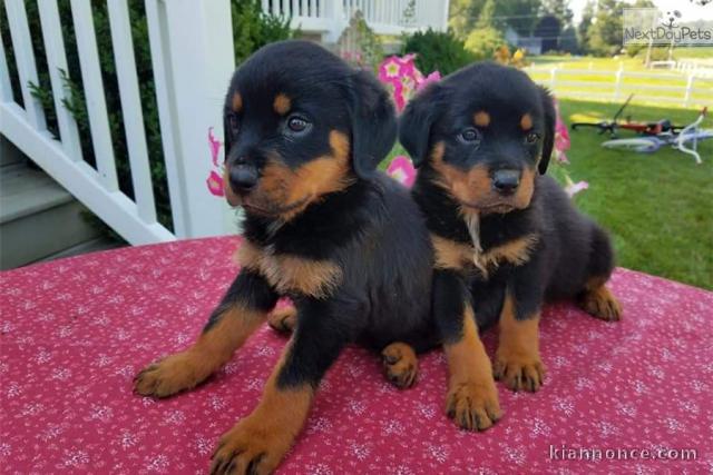 A donner chiots rottweiler 