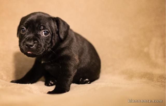 A donner Chiots staffordshire bull terrier