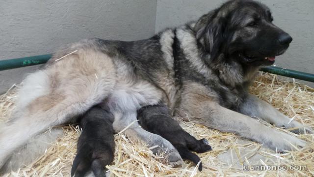 Magnifique chiots berger Caucase 