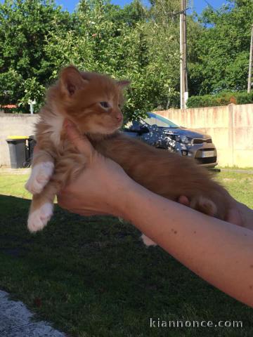 chaton maine coon Adorable