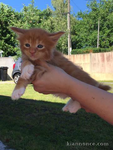 chaton maine coon Adorable