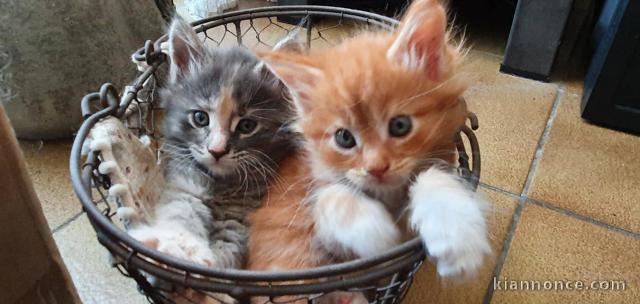 chaton maine coon Adorable