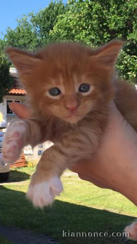 chaton maine coon Adorable