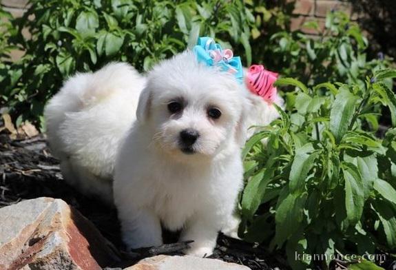 Chiots bichon maltais de pure race 