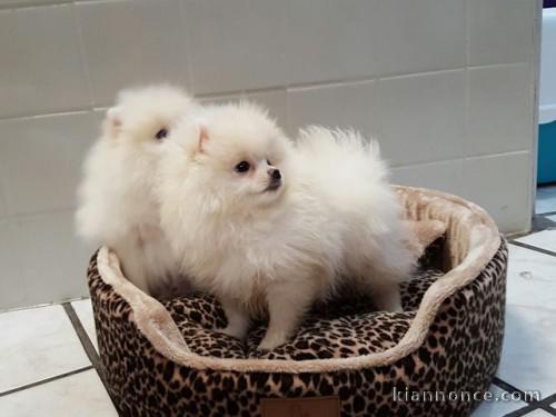 chiots spitz a reserve