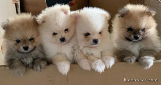 chiots spitz a reserve