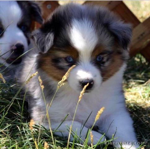 Adorable chiots berger australien