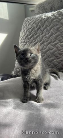 Chatons Type chartreux