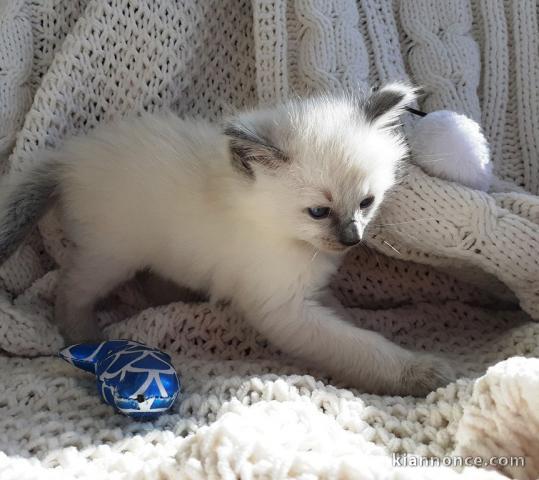 Magnifiques chatons type Ragdoll loof