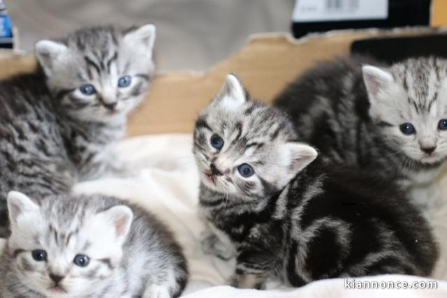 Adorable chatons British Shorthair LOOF