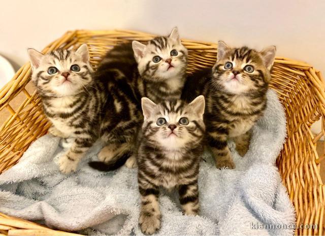 Adorable chatons British Shorthair LOOF