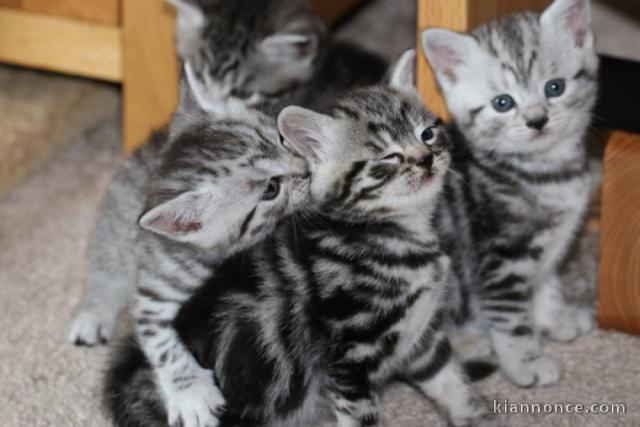 Adorable chatons British Shorthair LOOF