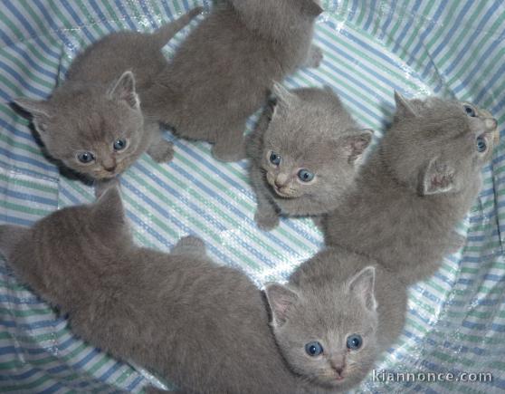 Chatons Type chartreux tigre