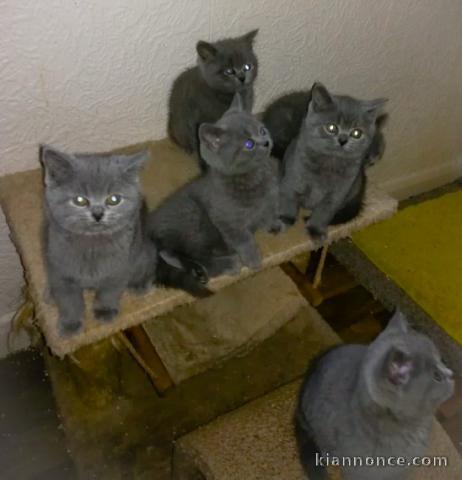 Chatons Chartreux Disponibles