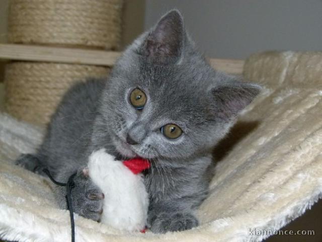 Chatons Type chartreux mâle