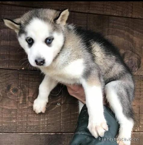 magnifique chiots husky siberien a adopter