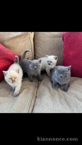 Adorable chatons British Shorthair LOOF