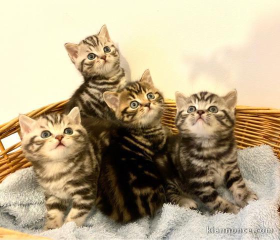 Adorable chatons British Shorthair