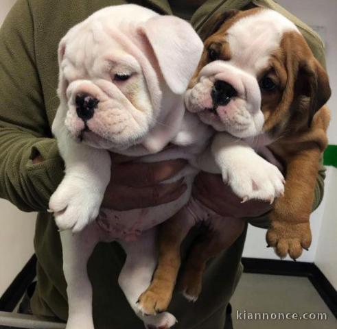 Magnifiques chiots Bulldogs Anglais disponibles